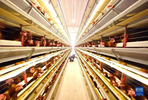 河北唐山 打造蛋鸡全产业链助增收